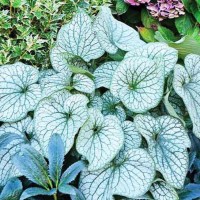 Suurelehine brunnera ALEXANDER'S GREAT