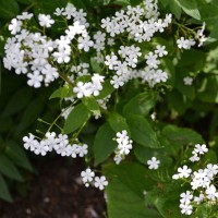 Suurelehine brunnera Betty Bowring