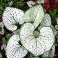 Suurelehine brunnera SEA HEART
