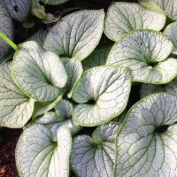 Suurelehine brunnera SILVER HEART