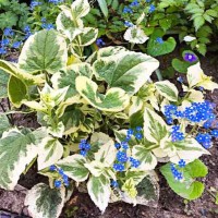 Suurelehine brunnera Variegata