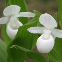 Kuldking Alba