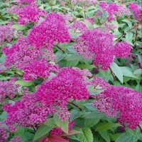 Spiraea Arnold