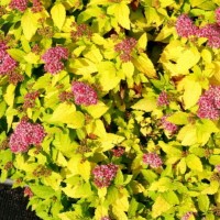 Spiraea DP Gold