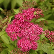 Spiraea Dart's Red