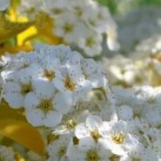 Spiraea Firegold