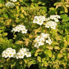 Spiraea Gerlve's Rainbow