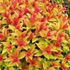 Spiraea Golden Carpet