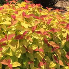 Spiraea Goldflame