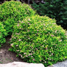 Spiraea Green Carpet