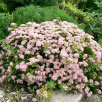Spiraea Japanese Dwarf