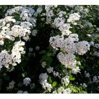 Спирея June Bride