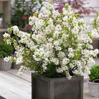 Enelas Magical Springtime