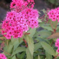 Spiraea Neon Flash