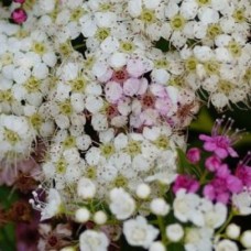 Spiraea Newport Dwarf