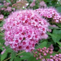 Spireja Pink Sparkler