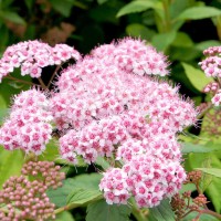 Enelas Sparkling Champagne