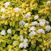 Spiraea Thor Gold