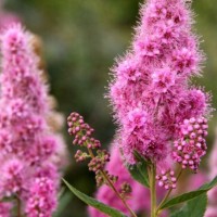 Spiraea Triumphans