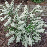 Спирея White Carpet