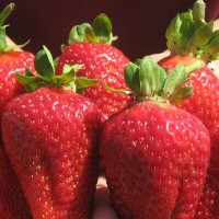 Strawberry Albion 4 gb.