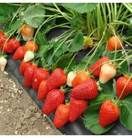 Aedmaasikas Asia 4 tk.