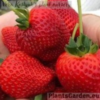 Aedmaasikas Bounty 4 tk.