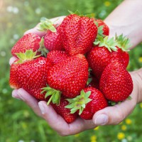 Strawberry Cory 4 pcs.