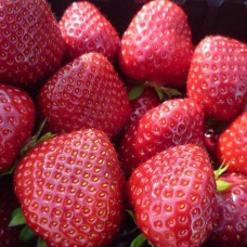 Strawberry Daroyal 4 pcs.