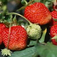 Strawberry Eros 4 pcs.