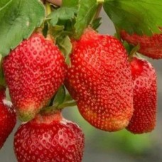 Strawberry Frida 4 pcs.