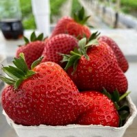 Aedmaasikas Jenkka 4 tk.