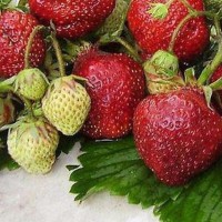 Strawberry Kama 4 pcs.