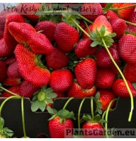 Aedmaasikas Kareoko 4 tk.