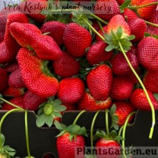 Strawberry Kareoko 4 pcs.