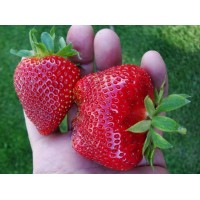 Aedmaasikas Pandora 4 tk.