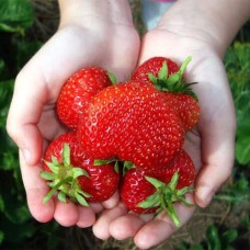 Strawberry Pegasus 4 pcs.