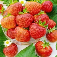 Strawberry Polka 4 pcs.