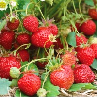 Strawberry Sara