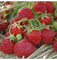 Aedmaasikas  Senga Sengana 4 tk.