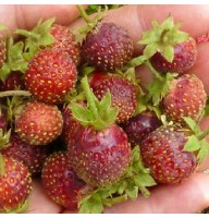 Aedmaasikas Penelope (Zemklunika) 4 tk.