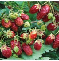 Aedmaasikas (Zemklunika) Raissa 4 tk.