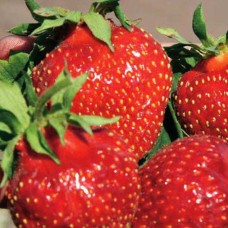 Strawberry Kokinskaya Late 4 pcs.