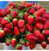 Aedmaasikas Kotoka 4 tk.