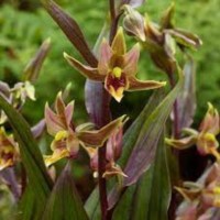 Soo-neiuvaip (Epipactis gigantea red leaf x thunbergii Stream orchid)