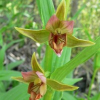 Soo-neiuvaip (Epipactis gigantea)