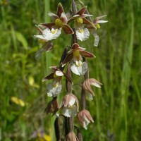 Soo-neiuvaip (Epipactis palustris)