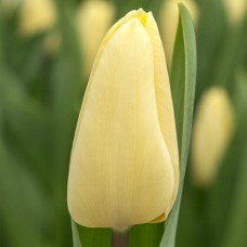 Tulp Agrass Creme