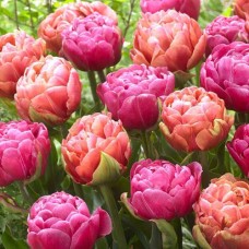 Tulp Amazing Image Collection