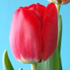 Tulp Antarctica Fire